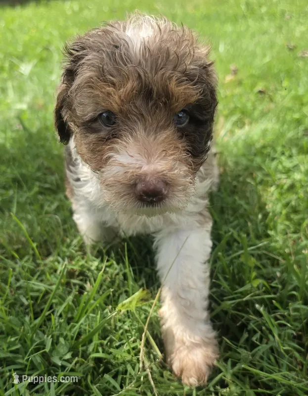 Sable – Aussiedoodle puppy for sale in Morganton, NC
