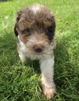 Sable, a female Aussiedoodle for sale in Morganton, NC – 1 of 5