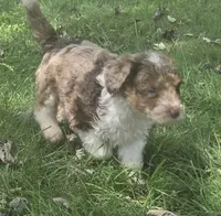 Sable, a female Aussiedoodle for sale in Morganton, NC – 3 of 5