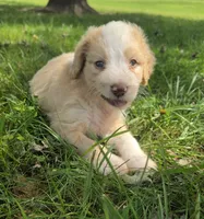 Maggie May, a female Miniature Aussiedoodle for sale in Morganton, NC – 4 of 6