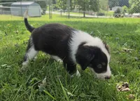 Hershey , a male Aussiedoodle for sale in Morganton, NC – 4 of 4