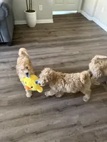 Chiken Tendies, a female Goldendoodle for sale in Rialto, CA – Photo 4 of 8