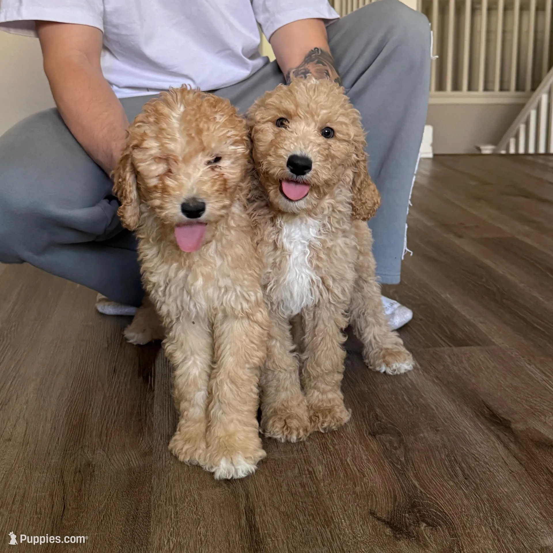 Chiken Tendies, a female Goldendoodle for sale in Rialto, CA – Photo 6 of 8