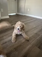 Chiken Tendies, a female Goldendoodle for sale in Rialto, CA – Photo 3 of 8