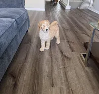 Chiken Tendies, a female Goldendoodle for sale in Rialto, CA – Photo 7 of 8