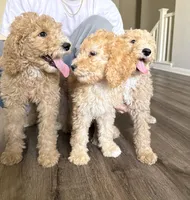 Chiken Tendies, a female Goldendoodle for sale in Rialto, CA – Photo 1 of 8