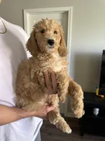 Chiken Tendies, a female Goldendoodle for sale in Rialto, CA – Photo 2 of 8