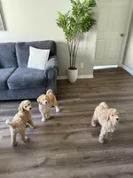 Chiken Tendies, a female Goldendoodle for sale in Rialto, CA – Photo 8 of 8