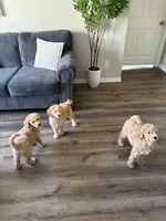 Chiken Tendies, a female Goldendoodle for sale in Rialto, CA – Photo 5 of 8