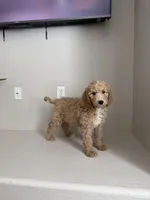 Goldie, a female Goldendoodle for sale in Rialto, CA – Photo 5 of 5