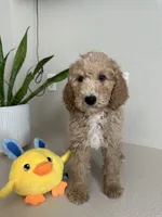 Goldie, a female Goldendoodle for sale in Rialto, CA – Photo 1 of 5