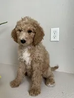 Goldie, a female Goldendoodle for sale in Rialto, CA – Photo 2 of 5