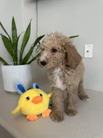 Goldie, a female Goldendoodle for sale in Rialto, CA – Photo 4 of 5