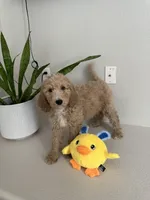 Goldie, a female Goldendoodle for sale in Rialto, CA – Photo 3 of 5