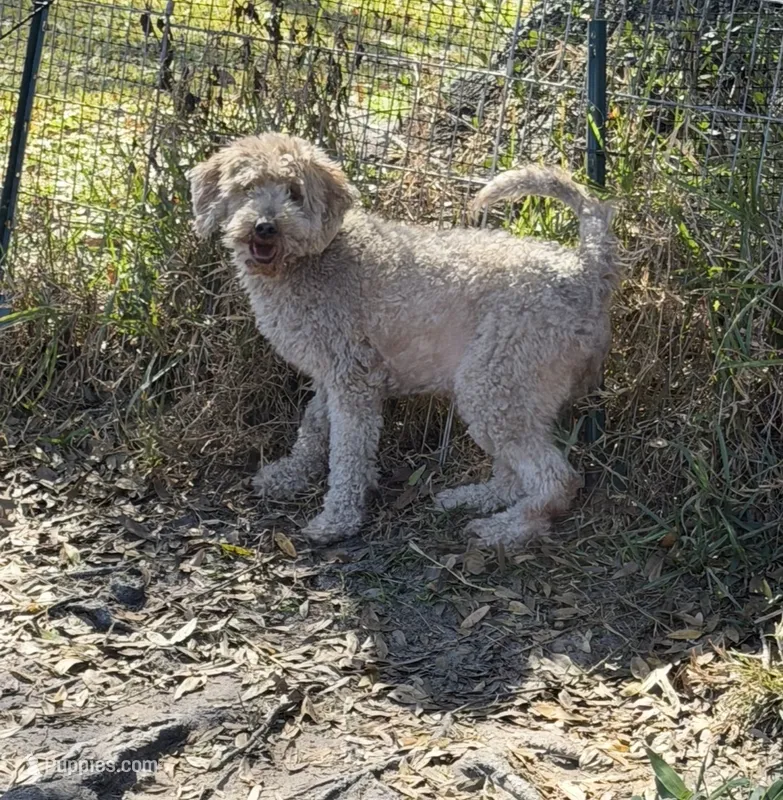 Paris – Goldendoodle puppy for sale in Polk City, FL