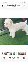Epcot, a male Cockapoo for sale in Polk City, FL – 2 of 2