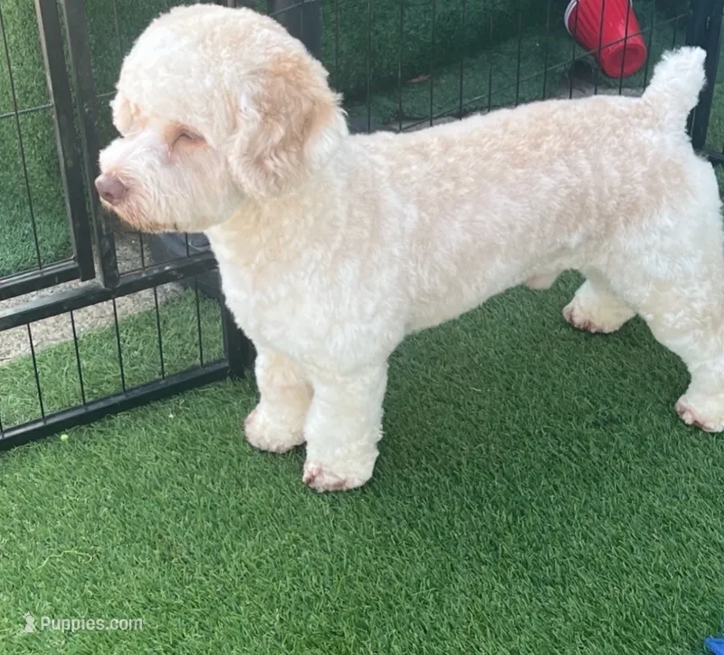 Epcot – Cockapoo puppy for sale in Polk City, FL