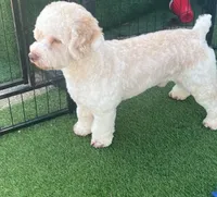 Epcot, a male Cockapoo for sale in Polk City, FL – 1 of 2