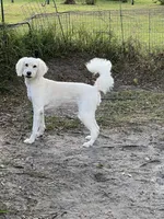 Mango, a female Goldendoodle for sale in Polk City, FL – Photo 1 of 2