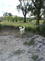 Mango, a female Goldendoodle for sale in Polk City, FL – Photo 2 of 2