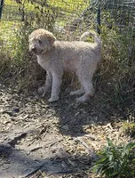 Paris, a female Goldendoodle for sale in Polk City, FL – 2 of 2
