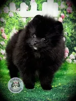 AKC Pomeranian Puppy Truffle, a male Pomeranian for sale in Blanchard, OK – 2 of 4