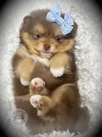 AKC Unity, a female Pomeranian for sale in Blanchard, OK – Photo 3 of 6