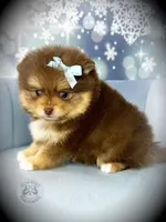 AKC Unity, a female Pomeranian for sale in Blanchard, OK – Photo 4 of 6