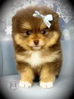 AKC Unity, a female Pomeranian for sale in Blanchard, OK – Photo 2 of 6