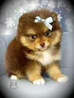 AKC Unity, a female Pomeranian for sale in Blanchard, OK – Photo 1 of 6