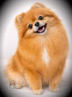 AKC Unity, a female Pomeranian for sale in Blanchard, OK – Photo 6 of 6