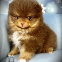 AKC Volt, a male Pomeranian for sale in Blanchard, OK – Photo 4 of 6