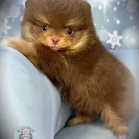 AKC Volt, a male Pomeranian for sale in Blanchard, OK – Photo 2 of 6