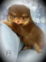 AKC Volt, a male Pomeranian for sale in Blanchard, OK – Photo 2 of 6