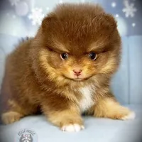 AKC Volt, a male Pomeranian for sale in Blanchard, OK – Photo 3 of 6