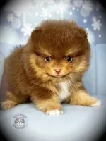 AKC Volt, a male Pomeranian for sale in Blanchard, OK – Photo 3 of 6