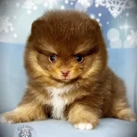 AKC Volt, a male Pomeranian for sale in Blanchard, OK – Photo 1 of 6