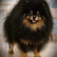 AKC Volt, a male Pomeranian for sale in Blanchard, OK – Photo 5 of 6