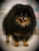 AKC Volt, a male Pomeranian for sale in Blanchard, OK – Photo 5 of 6