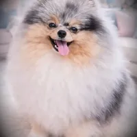 AKC Volt, a male Pomeranian for sale in Blanchard, OK – Photo 6 of 6