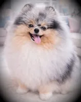 AKC Volt, a male Pomeranian for sale in Blanchard, OK – Photo 6 of 6