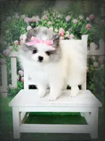 AKC Angelique, a female Pomeranian for sale in Blanchard, OK – Photo 3 of 8