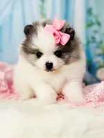 AKC Angelique, a female Pomeranian for sale in Blanchard, OK – Photo 5 of 8