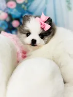 AKC Angelique, a female Pomeranian for sale in Blanchard, OK – Photo 7 of 8