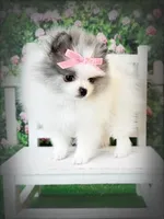 AKC Angelique, a female Pomeranian for sale in Blanchard, OK – Photo 4 of 8