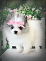 AKC Angelique, a female Pomeranian for sale in Blanchard, OK – Photo 2 of 8