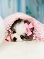 AKC Angelique, a female Pomeranian for sale in Blanchard, OK – Photo 6 of 8