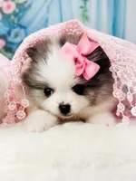 AKC Angelique, a female Pomeranian for sale in Blanchard, OK – Photo 8 of 8