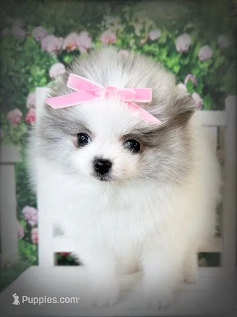 AKC Angelique, a female Pomeranian for sale in Blanchard, OK – Photo 1 of 8