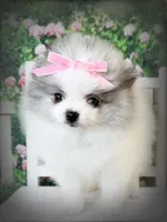 AKC Angelique, a female Pomeranian for sale in Blanchard, OK – Photo 1 of 8